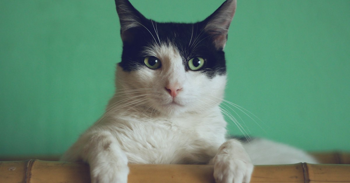 Gato relajado explorando un nuevo hogar con luz natural